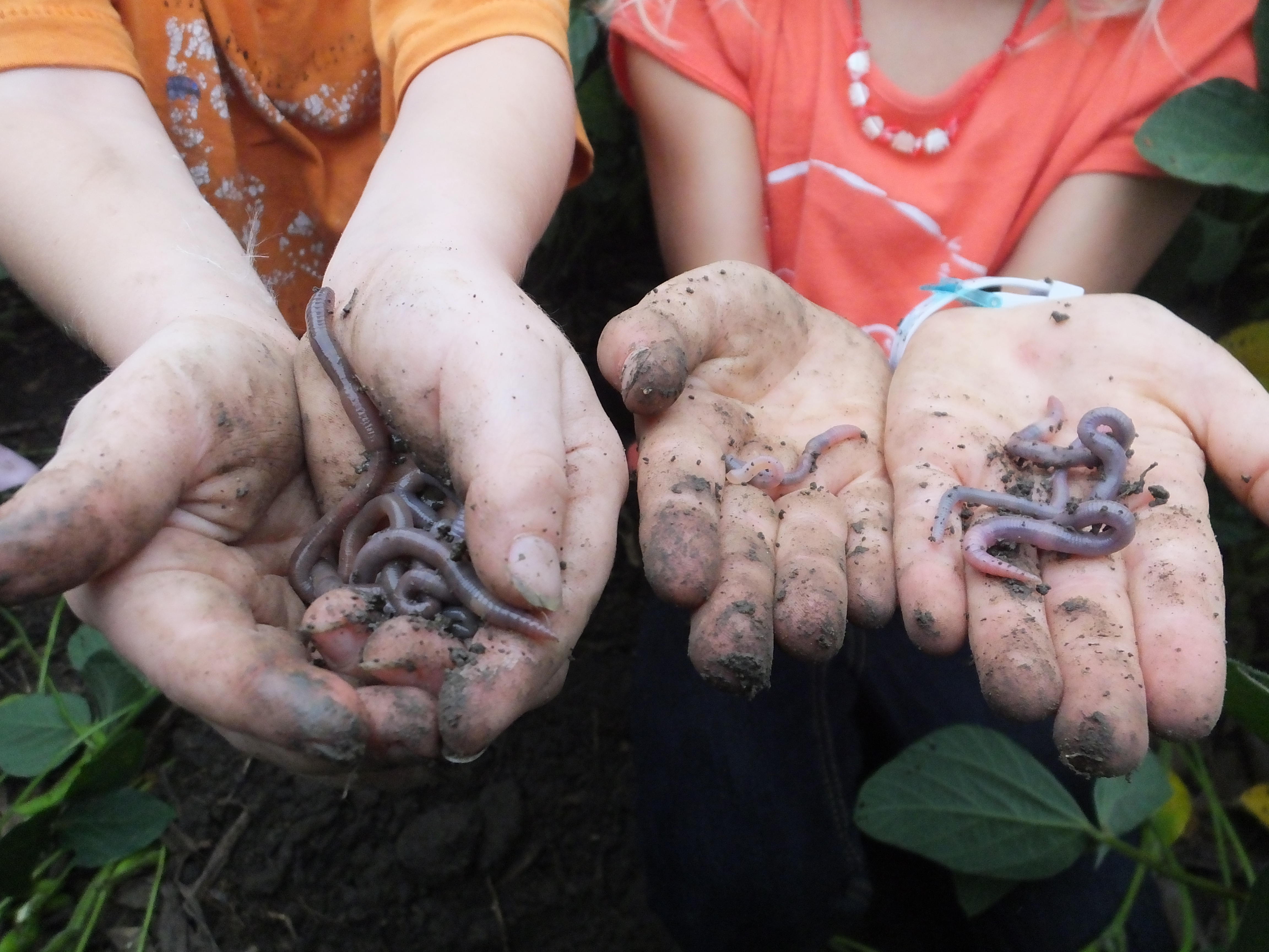 Earthworms