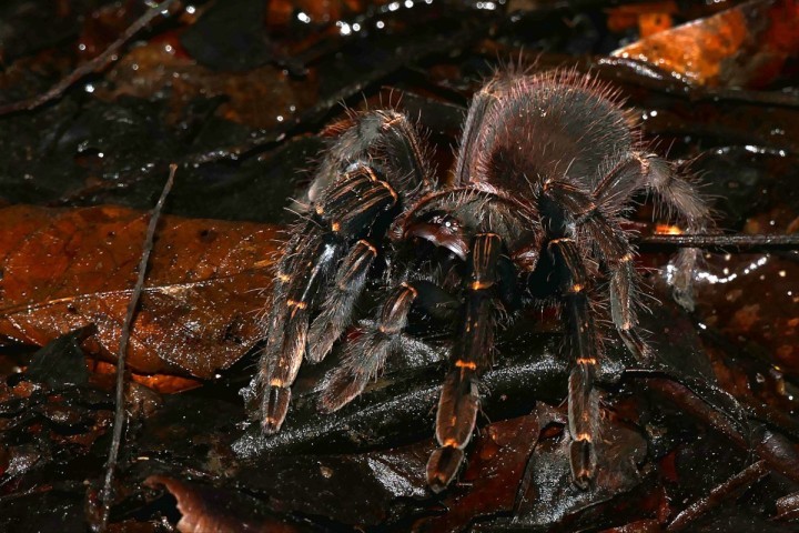 Mygales, scorpions : un trafic d'espèces protégées démantelé entre la France métropolitaine et la Guyane